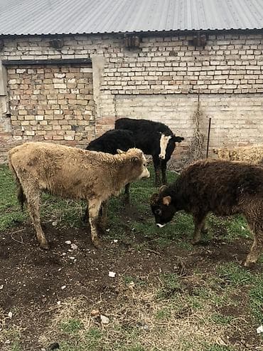 кой сой: Продаю | Музоо, торпок | Полукровка | На откорм — 1