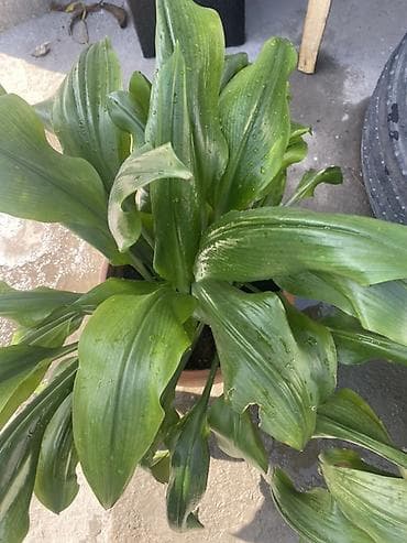 Комнатные растения: Аспидистра (Aspidistra elatior) в декоративном горшке Амазонская — 2