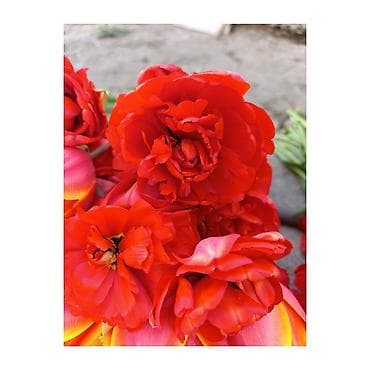 букет из бабочка: Тюльпаны срезом оптом Бишкек собираются ночью когда бутоны закрыты - — 2