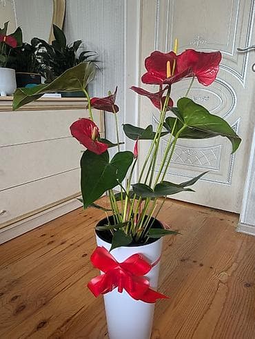 гулдор: Антуриум гигант декоративном горшке — 1