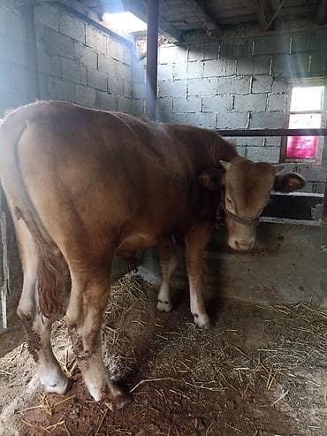 кошка сокулук: Сатам | Бука (эркек) | Бордоп семиртүү үчүн | Байланган — 4