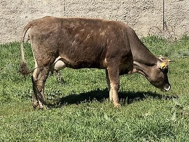 алатауская корова: Продаю | Корова (самка) | Алатауская | Для молока | Привязанные — 1