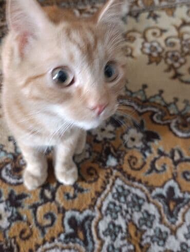 животные коты: Рыжий котёнок с классическим мраморным табби-окрасом. Крупные — 1