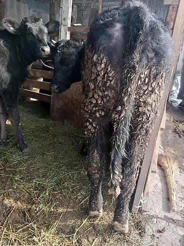уй сх животное: Продаю | Корова (самка), Тёлка — 3