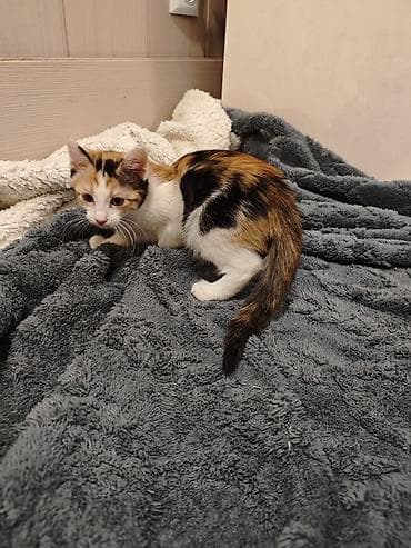 где продают котят: 3 месяца, Девочка — 6