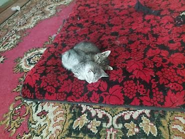 продам котят: Кошка даром: Беспородная, 2 месяца, Девочка, Приучена к лотку — 2