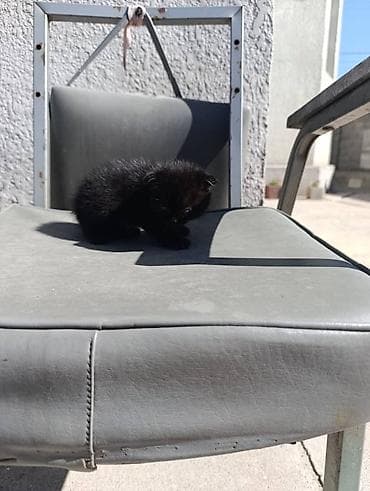 с теленком: 🐾 Шотландские прямоухие (Скотиш Стрейт) котята — нежные комочки — 4