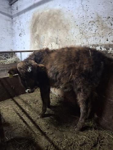 коровы симентал: Продаю | Бык (самец) | Алатауская, Швицкая, Полукровка | Для разведения, На откорм | Привязанные, Искусственник — 1