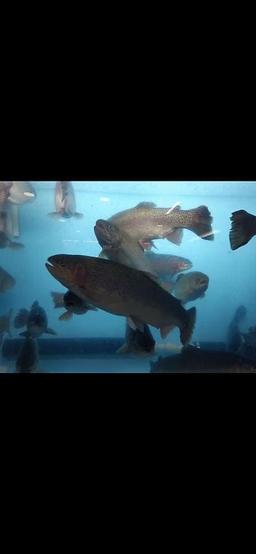 места для рыбалки бишкек: Форель, вяленая, копчёная, охлаждённая, живая Магазин Рыбак Улица — 4