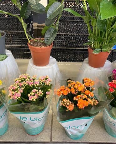 микрозелень цена бишкек: Цены от 350 выше — 2