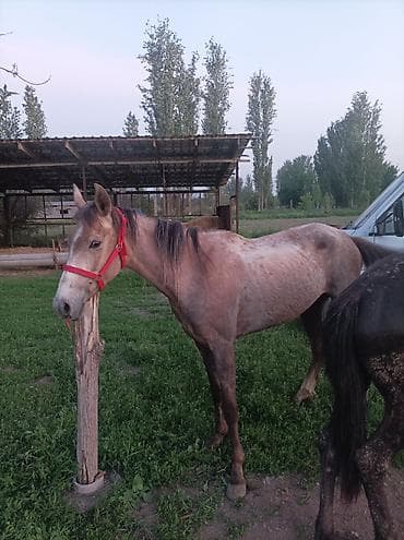 Айыл-чарба жаныбарлары: Сатам | Бээ (ургаачы) | Көбөйтүү үчүн — 2