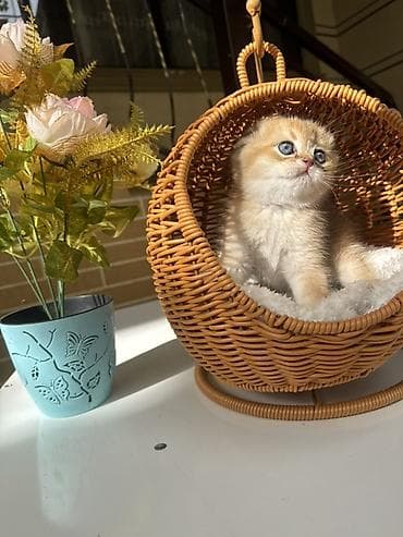 кошка шотланка: Скотиш Страйт (Шотландская прямоухая), 1 месяц, Мальчик, Золотая шиншилла, Приучена к лотку, Проглистована, С документами — 3
