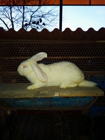 Зоотовары: Продаю кролиха два кролихи и один крол прошу по 1800 ступлю реальному — 6