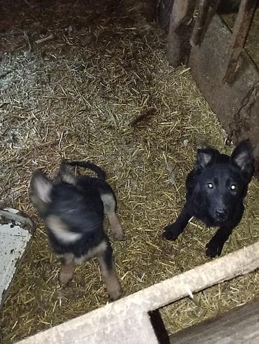 собаки бишкек: Авчарка кучуктор 3-жарым ай болду прививкаланган 2-ургачы Кучук калды — 2