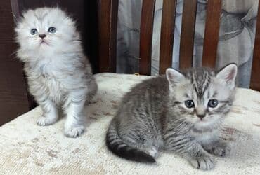 шотланские котята: Скотиш Фолд (Шотландская вислоухая), 1 месяц, Девочка, Серебристая шиншилла, Приучена к лотку, С документами — 7