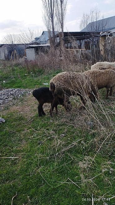 кормушки для птиц: Продаю | Овца (самка) | Для разведения | Матка — 1