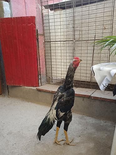 Башка жаныбарлар: Сатам | Короздор | Тебиштирүүчү | Көбөйтүү үчүн — 2