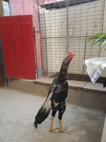 Февраль жожо