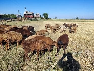 животные кошка: Продаю | Овца (самка) | Для разведения | Матка — 3