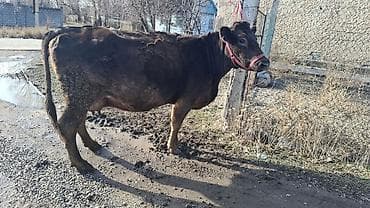 хмонг собака цена россия: Продаю | Корова (самка) | Швицкая, Симментальская | Для разведения, Для молока | Племенные, Стельные — 5