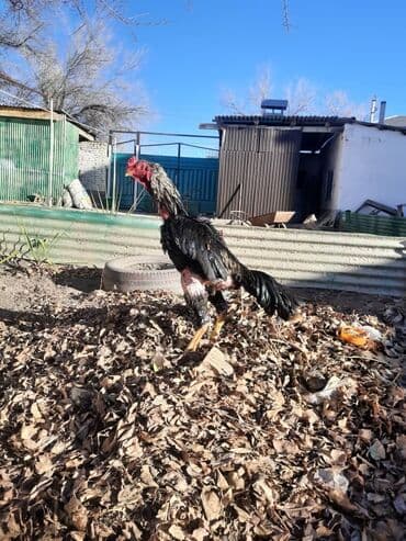 купить экзотических животных: Продаю | Петух | Бойцовая | Для разведения — 4