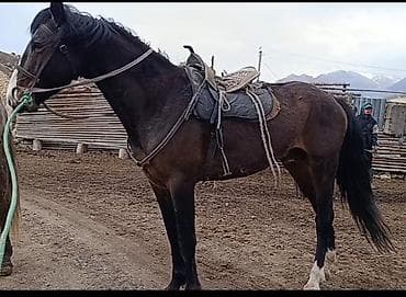 котята простые: Продаю | Конь (самец) | Для разведения | Мерин — 4