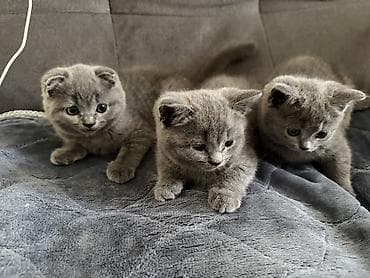 сфинкс кот: Скотиш Фолд (Шотландская вислоухая), 2 месяца, Девочка, Голубой, Приучена к лотку — 3