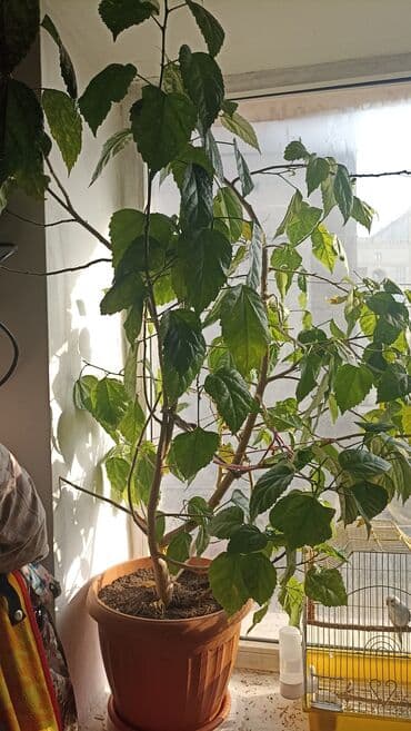 садовые растения: Крупный комнатный гибискус (китайская роза) в пластиковом горшке. - — 2