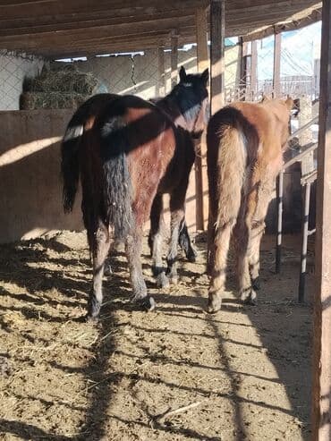 Продаю | Жеребенок | Для разведения | Племенные — 10
