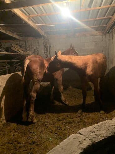 цены породистых собак: Продаю | Жеребенок | Для разведения — 12