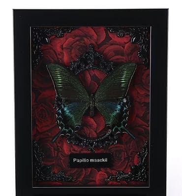 Декоративное панно с бабочкой Papilio maackii в раме. - Экземпляр
