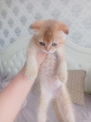 Шотландский котёнок с вислоухими ушками, окрас золотой шиншилла