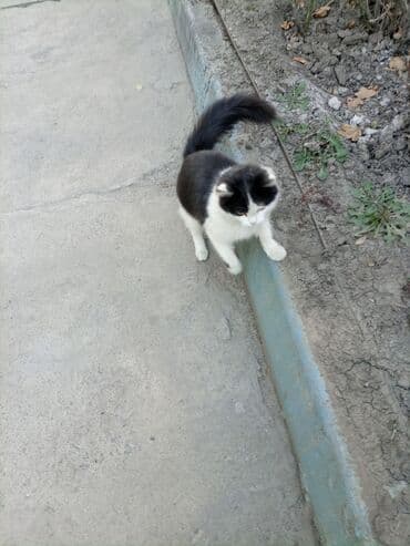 француский бульдог: Беспородная, 6 месяцев, Девочка, Биколор, Приучена к лотку — 6