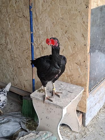 белый петух: Продаю | Петух | Бойцовая | Для разведения — 7