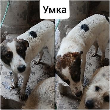 Ит бекер берем: Ищу новых хозяев для своих собак!БИШКЕК, район Рабочего Городка (ниже — 5