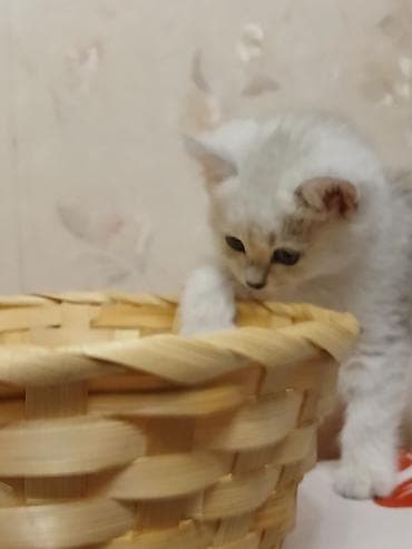 кошки британские: Котёнок породы Британксой, окрас (белоснежный с затемнёнными кончиками — 2
