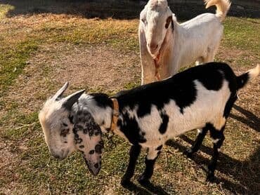 Продаю | Козлёнок | Для разведения