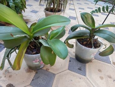 купить полку для цветов: Этажерка для цветов, Б/у, Железо, Самовывоз — 6