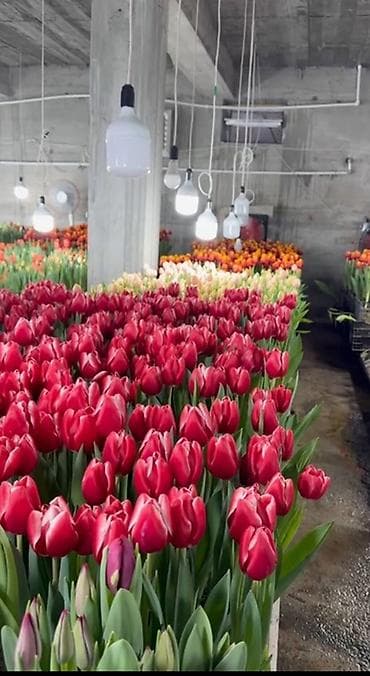острый: Тюльпаны с собственной теплицы - Срезные тюльпаны прямого — 1