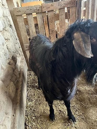 кукуруз продаю: Продаю | Коза (самка) | Для разведения — 8