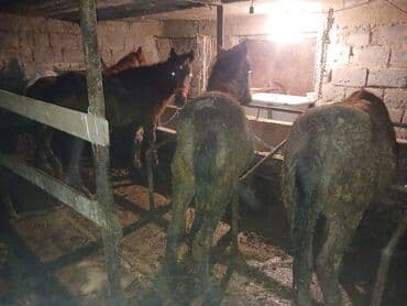 Услуги ветеринара: Продаю | Жеребенок | Для разведения — 3