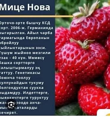 чудо фрукт: Продаётся рассада клубники, сорт "Виктория" долгоиграющий. Крупный — 6
