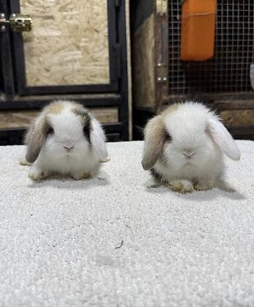 собака маленькая: Мини-лоп (Mini Lop) крольчата, сплит-окрас “мармелад” и другие — 5