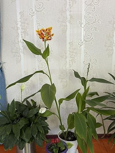 Комнатные растения в горшках 1) Бегония клубневая (махровая) — — 6