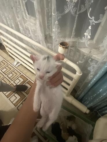 Продажа кошек: Котята домашние, разноцветные окрасы: - белые с пятнышками - чёрные - — 2