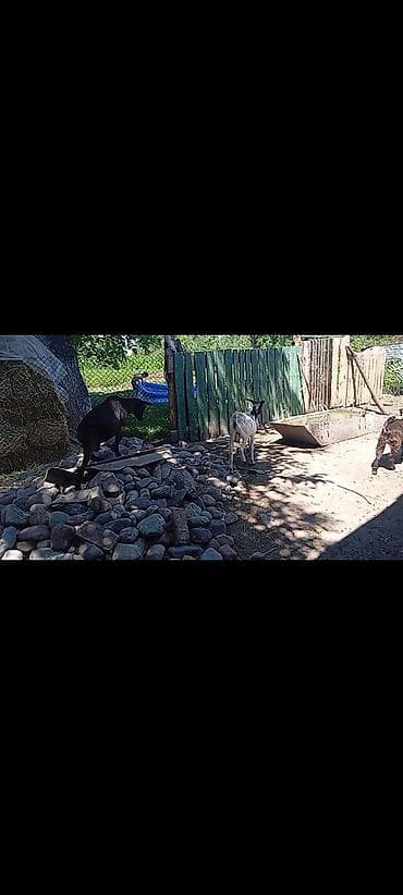 собаки самки: Продаю | Коза (самка), Козёл (самец), Козлёнок | Полукровка, Нубийская | На забой, Для разведения, Для молока | Племенные, Котные, Осеменитель — 5