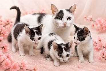 кошко: 🐾 Ищут дом милые котята! Активные, ласковые и очень хорошие малыши — 3