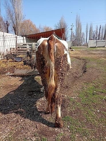 скот корова: Продаю | Корова (самка) | Для молока | Привязанные — 2