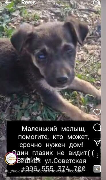 отдам собаку в добрые руки: Собака даром: 7 месяцев, Самец — 19