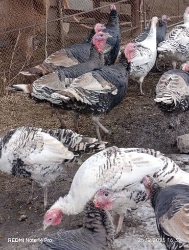 Ветеринар кызматы: Сатам | Эркек күрп | Аргын | Союуга | Асыл тукумдуу — 7